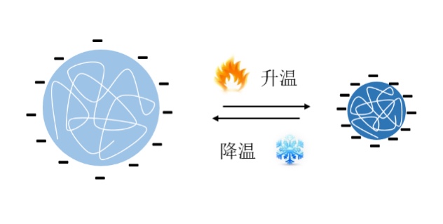 BeNano 表征溫敏PNIPAm水凝膠